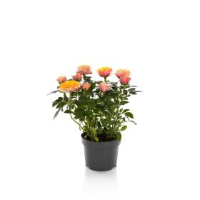 Rosa "Firebird" - Rózsa