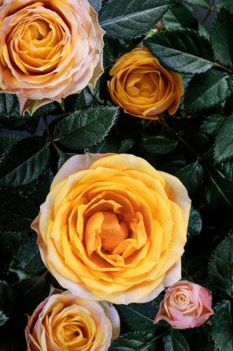 Rosa "Firebird" - Rózsa