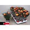 Rosa 'Firebird Kordana Grande' - Rózsa