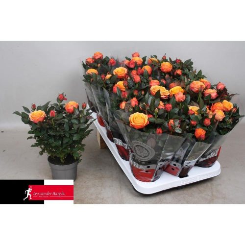 Rosa 'Firebird Kordana Grande' - Rózsa
