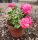 Rosa 'Heidi' - Rózsa