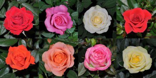 Rosa Kordana - Rózsa