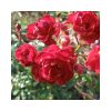 Rosa 'Fairy King' - Rózsa
