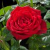 Rosa 'Hot jewel' - Rózsa