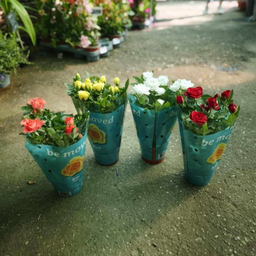 Rosa mix - Rózsa