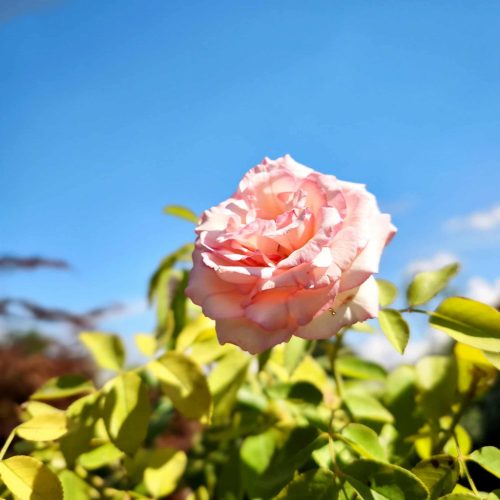 Rosa 'Pierre De Ronsard'  - Rózsa