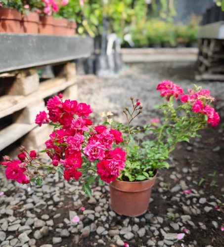 Rosa 'pink fairy' - Rózsa