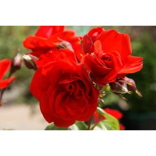 Rosa 'Satchmo' - Rózsa