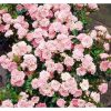 Rosa 'The Fairy' - Rózsa
