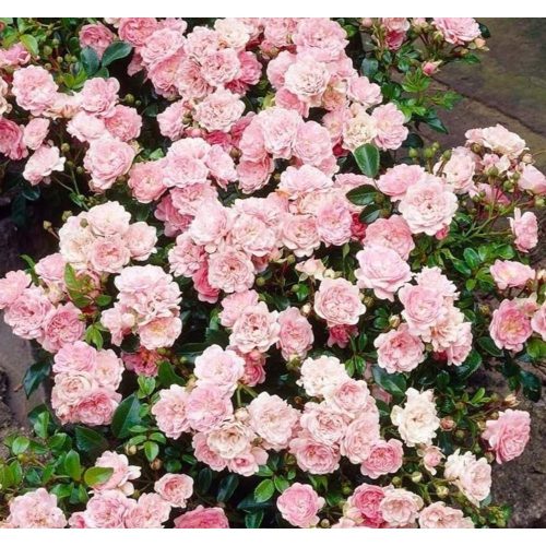 Rosa 'The Fairy' - Rózsa
