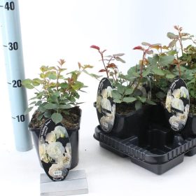 Rosa 'Wedding Rose' - Rózsa