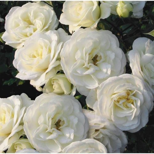 Rosa 'Wedding Rose' - Rózsa