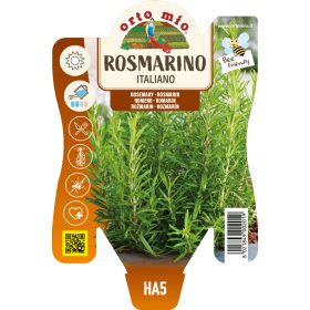 Salvia rosmarinus - Rozmaring