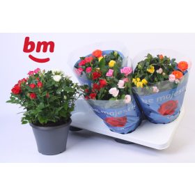 Rosa 'Confetti mix' - Rózsa