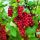 Ribes rubrum 'Jonkheer van Tets' - Piros Ribizli (törzses)
