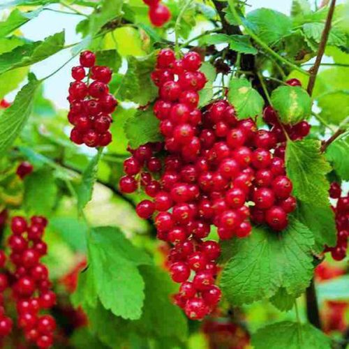 Ribes rubrum 'Jonkheer van Tets' - Piros Ribizli (törzses)