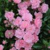 Rosa 'The Fairy' - Rózsa
