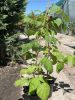 Rubus idaeus - Málna