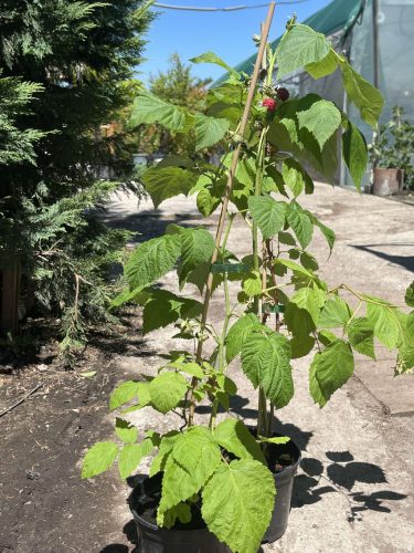 Rubus idaeus - Málna