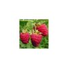 Rubus idaeus - Málna