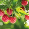 Rubus idaeus 'Polka' - Málna