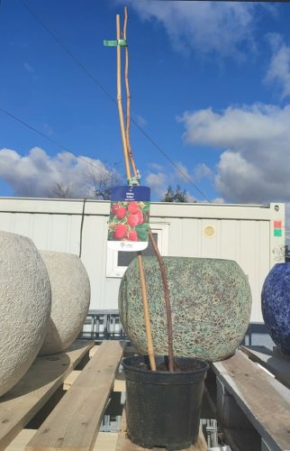 Rubus idaeus 'Polka' - Málna