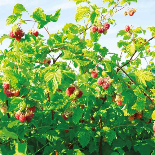 Rubus idaeus 'Polka' - Málna