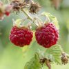 Rubus idaeus 'Tulameen' - Málna