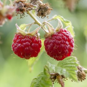 Rubus idaeus 'Tulameen' - Málna