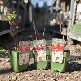 Rubus Idaeus - Málna (100% BIO)