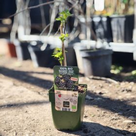 Rubus Navaho - Szeder (100% BIO)