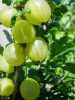 Ribes uva-crispa - Egres 