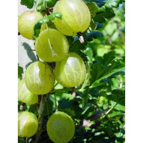 Ribes uva-crispa - Egres 