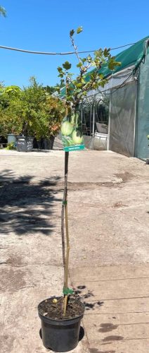 Ribes uva-crispa - Egres 