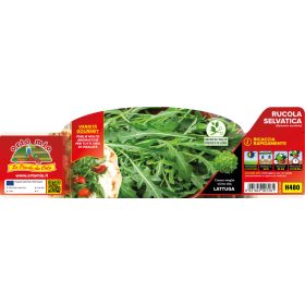 Eruca sativa "Athena" - Rukkola 9-es pakk