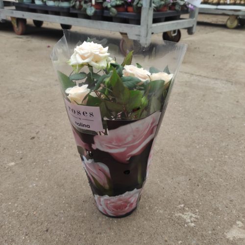 Rosa 'Victory Gem' - Rózsa