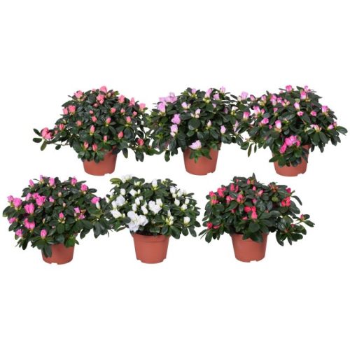 Rhododendron Vogel MIX - Havasszépe 
