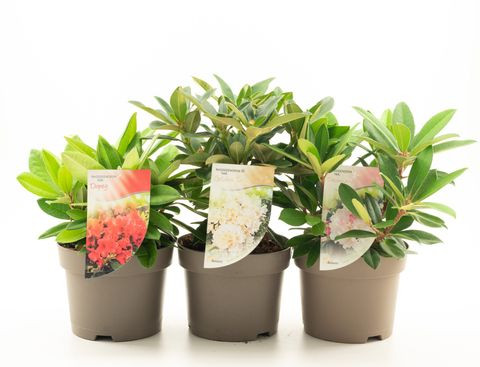 Rhododendron Yakushimanum MIX - Havasszépe 