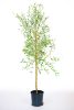 Salix alba – Fehér fűz