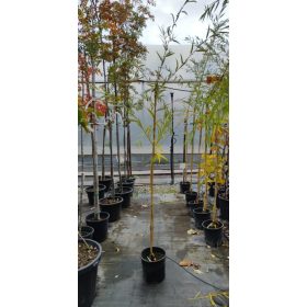 Salix alba 'Tristis' – Szomorúfűz