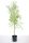Salix alba – Fehér fűz