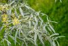 Salix alba – Fehér fűz