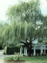 Salix alba 'Tristis' – Szomorúfűz