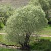 Salix alba – Fehér fűz