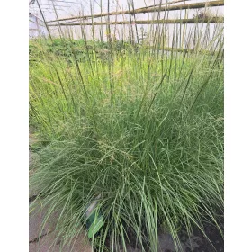   Sporobolus airoides 'JS Delicatesse' – Sziki özönfű
