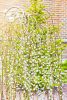 Salix caprea 