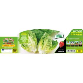   Lactuca sativa "Baby Romana Derby" - fehér saláta 9-es pakk