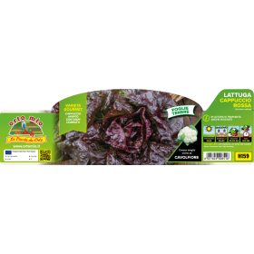   Lactuca sativa "Cappuccio/rivale" - rózsaszín saláta 9-es pakk