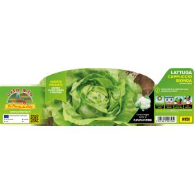   Lactuca sativa "Cappuccio/sandalina" - fehér saláta 9-es pakk