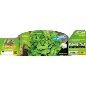   Lactuca sativa "Cappuccio/spencer" - zöld saláta 9-es pakk